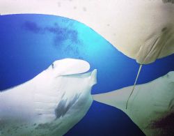 Triple Manta Rays taken at the deep cleaning station Mi'i... by Vince Matulewich 